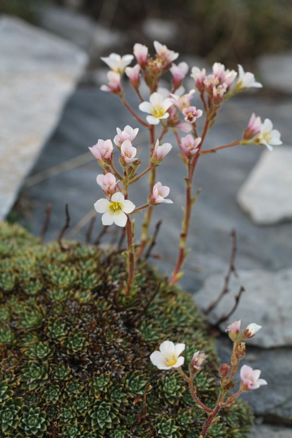 Saxifraga spruneri?